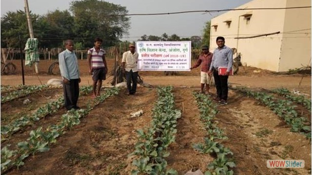 Assessment   application of micronutrient in cole crops to increase yield and reduce physiological disorders