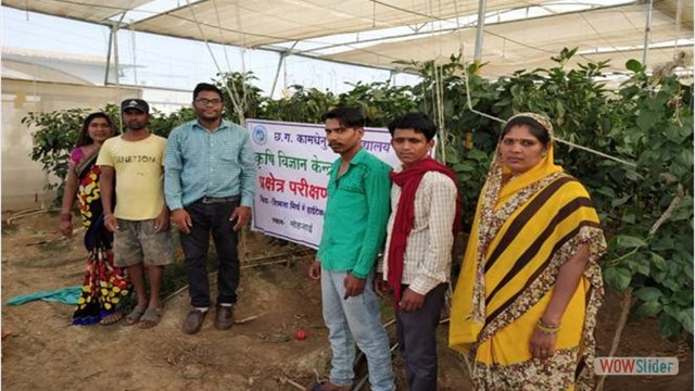Assessment of Hi-tech vegetable cultivation techniques of capsicum in durg District