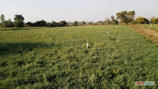Assessment of IPM tools for management of collar rot  in Chickpea 1