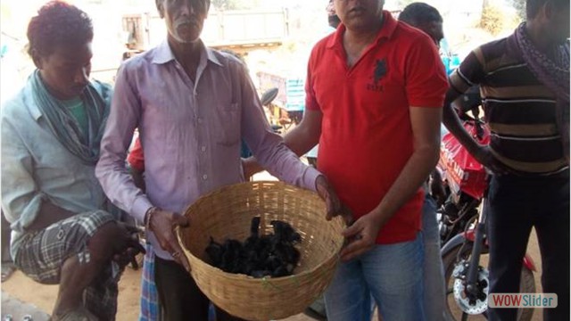 Effect of Azolla feeding on Kadaknath breed of Chicken