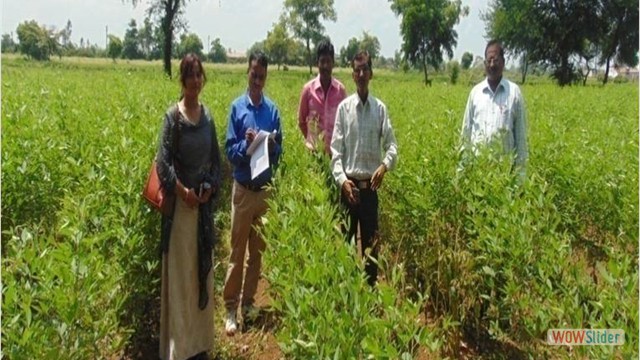 Pigeon pea crop under drip irrigation