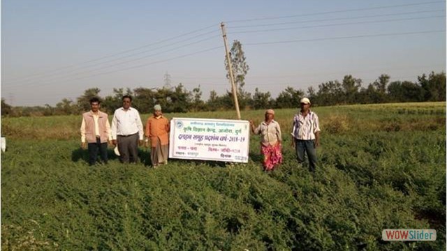 CFLD on chick pea at village Barhapur