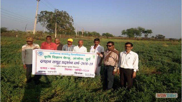 CFLD on chick pea at village Khapri