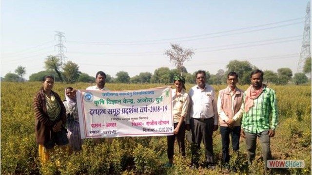 CFLD on Rabi Pigeon pea under Ridge & Farrow
