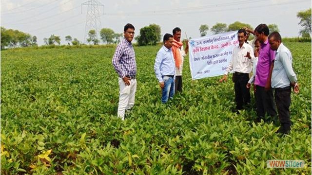 CFLD on Soybean at Village Agar