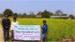 CFLD on Mustard at village Chanjori